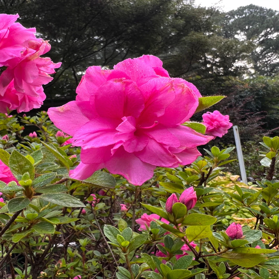 Double Pink Reblooming Azalea 2 Double Pink Reblooming Azalea - Image 2