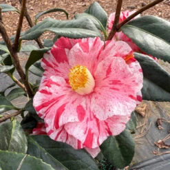 Tricolor Camellia -Pixies Gardens A5CDED7D 6F72 4B82 B921 5685F400F1BA