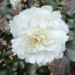 October Magic Ivory Camellia -Pixies Gardens A611F2E4 4522 41CE A16E 96D445B614EC