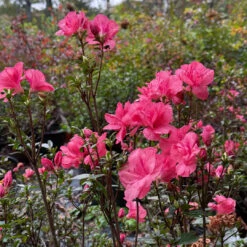 Echo Peachy Keen Azalea 14 Echo Peachy Keen Azalea -Pixies Gardens ADFBCEEC 1911 4EC3 95AF BBAAFCB3D1AD