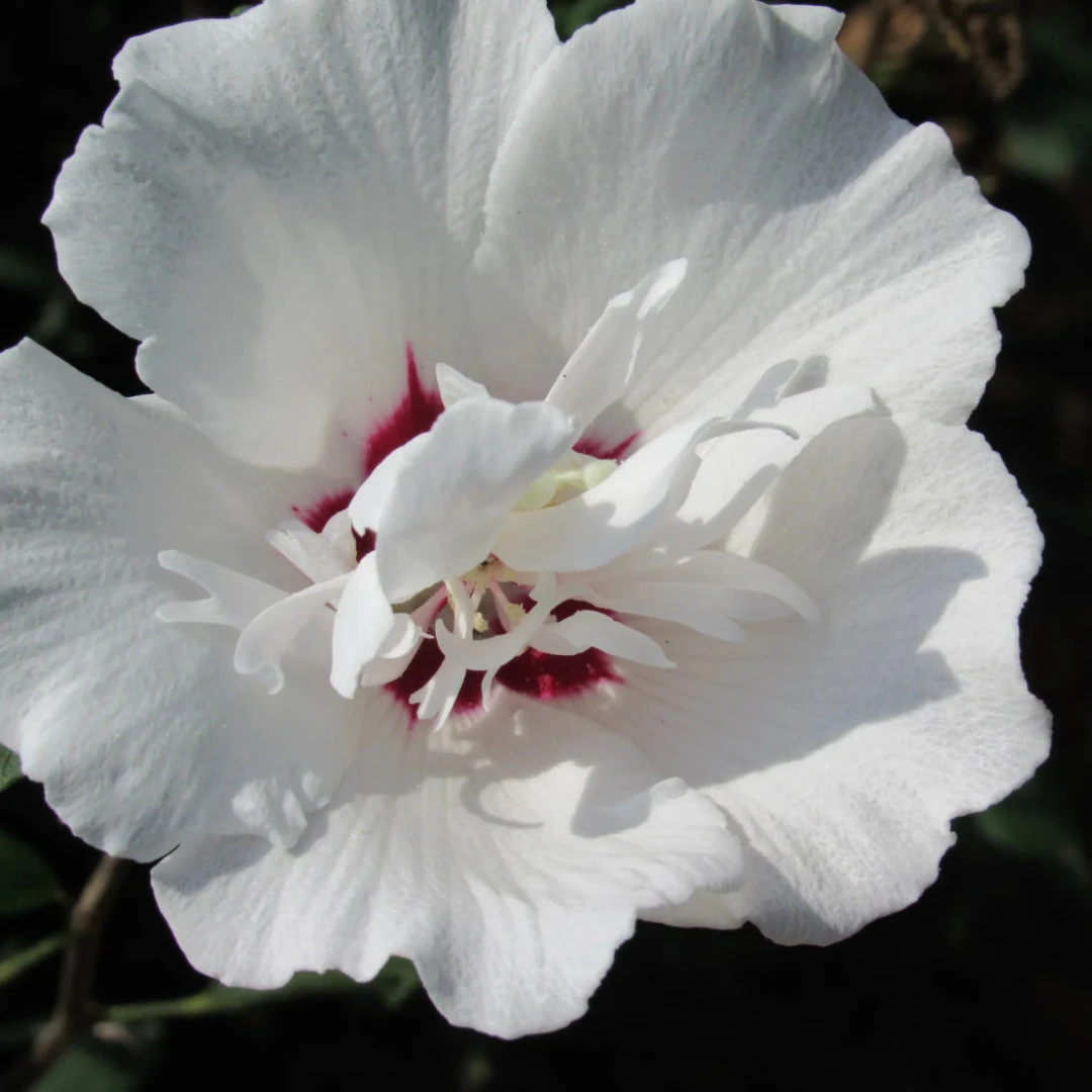 Morning Star Althea 2 Morning Star Althea - Image 2