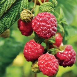 Canby Red Thornless Raspberry, Thornless Raspberry -Pixies Gardens AS Raspberry Canby 4 2048x2048 1