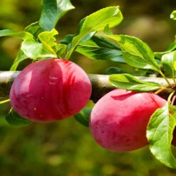 AU Rubrum Plum Tree -Pixies Gardens AURubrumPlumFruitDetail PMG