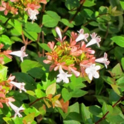 Abelia Rose Creek -Pixies Gardens Abelia rosecreek