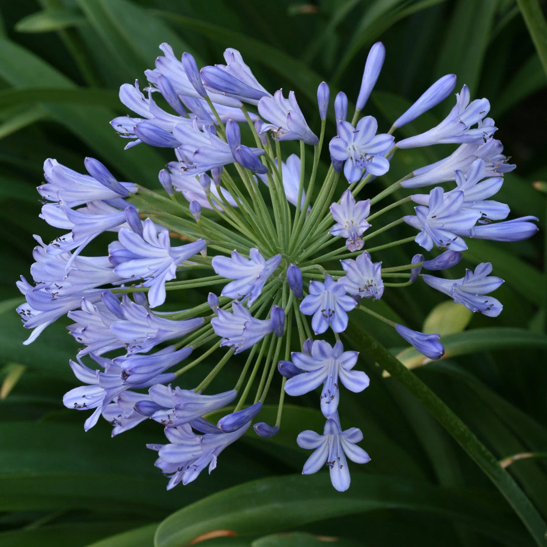 Agapanthus Blue (Lily Of The Nile) 2 Agapanthus Blue (Lily Of The Nile) - Image 2