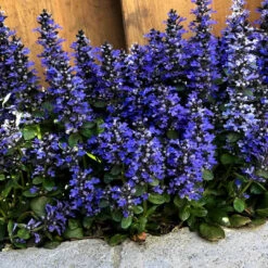 Ajuga Reptans Blueberry Muffin