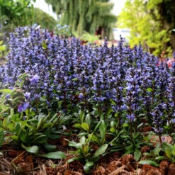 Ajuga Reptans Blueberry Muffin -Pixies Gardens Ajuga Blueberry Muffin 12
