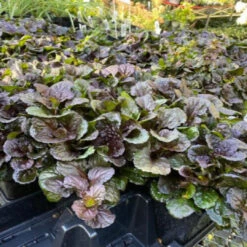 Ajuga Reptans 'Black Scallop' - [EG] -Pixies Gardens AjugareptansBlackScallop12