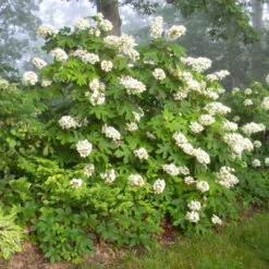 Alice Oakleaf Hydrangea 8 Alice Oakleaf Hydrangea -Pixies Gardens AliceOakleafHydrangea 01 Custom