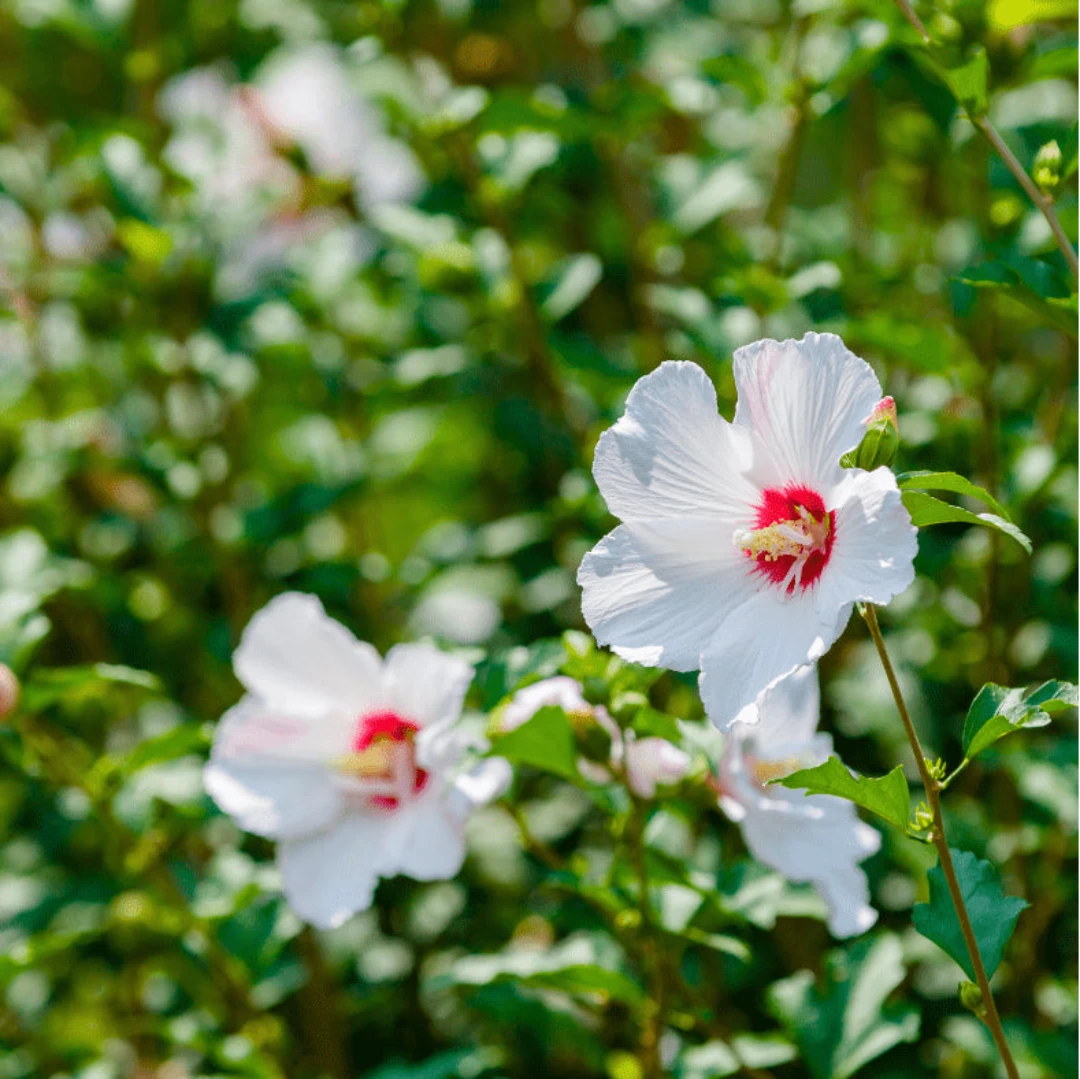 Morning Star Althea 5 Morning Star Althea - Image 5