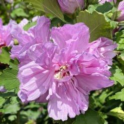 Althea , Double Purple Blooms Tree