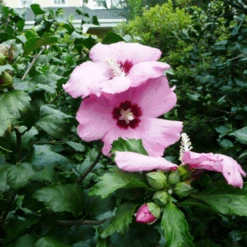 Althea Single Pink With Red Throat Tree -Pixies Gardens AphroditeflowersforMay