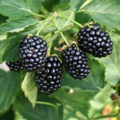 Arapaho Blackberry 10 Arapaho Blackberry -Pixies Gardens Arapaho Blackberry Plant 2