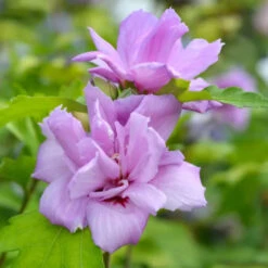 Althea , Double Purple Blooms Tree -Pixies Gardens ArdensRoseofSharonAltheaShrub