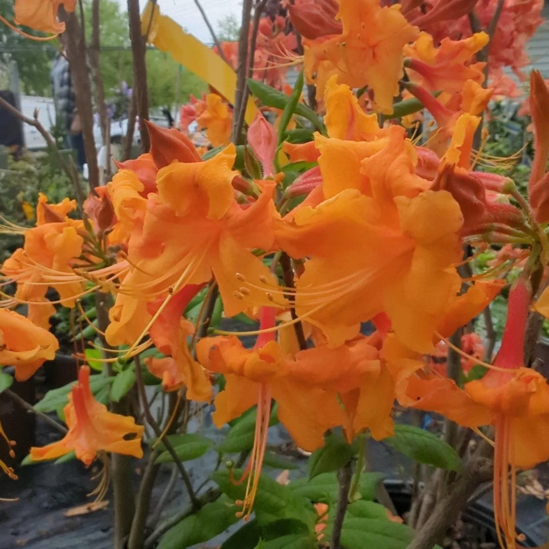 Rhododendron Aromi Sunrise Native Azalea 2 Rhododendron Aromi Sunrise Native Azalea - Image 2