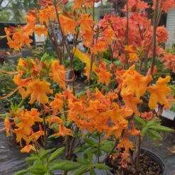 Rhododendron Aromi Sunrise Native Azalea
