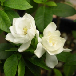Tall Gardenia White Double Blooms -Pixies Gardens August Beauty Gardenia Flowers 05410