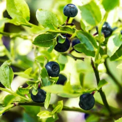 Austin Blueberry Bush