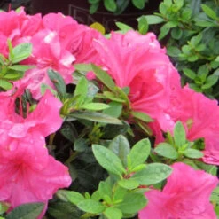 Autumn Carnival Encore Azalea -Pixies Gardens Autumn Carnival Azalea