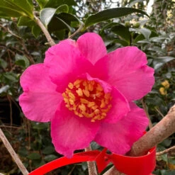 Autumn Sun Camellia Sasanqua