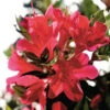 Ruby Autumn Encore Azalea