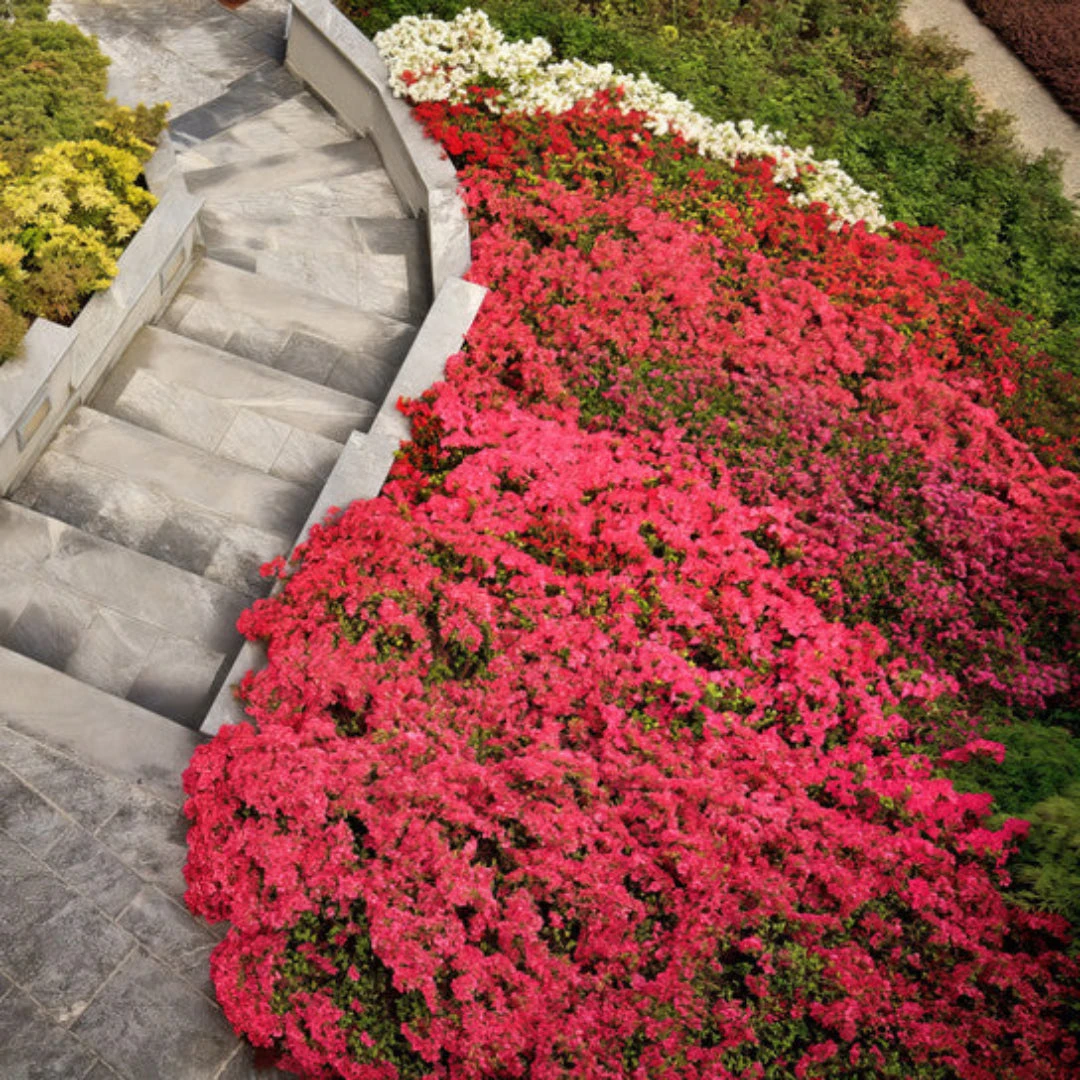 Ruby Autumn Encore Azalea 3 Ruby Autumn Encore Azalea - Image 3