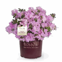 Autumn Sweetheart Encore Azalea 8 Autumn Sweetheart Encore Azalea -Pixies Gardens Autumn Sweetheart Encore Azalea in Branded Pot 69939