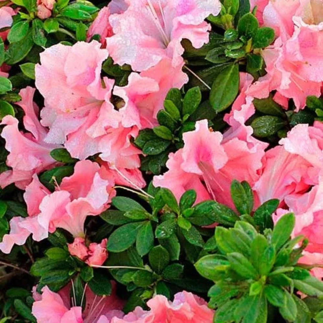Blush Elegance Rebloom Azalea 2 Blush Elegance Rebloom Azalea - Image 2