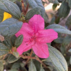 Autumn Jewel Encore Azalea 12 Autumn Jewel Encore Azalea -Pixies Gardens Azalea Encore Autumn Jewel a 768x908 1