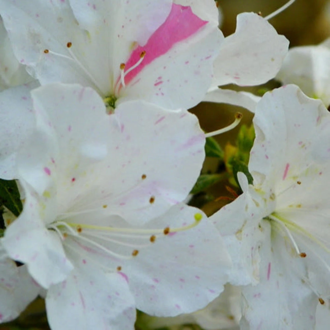 Autumn Starlite Encore Azale 2 Autumn Starlite Encore Azale - Image 2