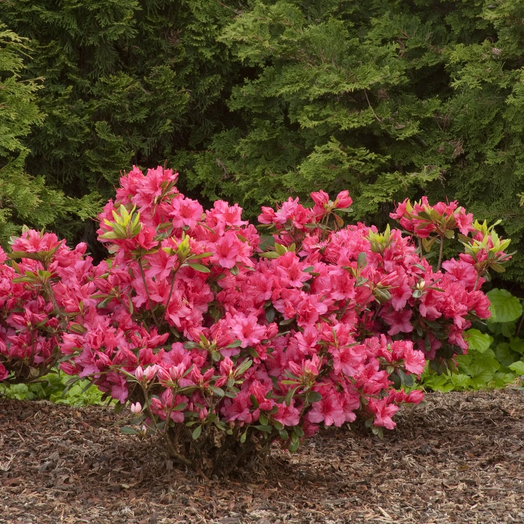 Girard's Rose Azalea 2 Girard's Rose Azalea - Image 2