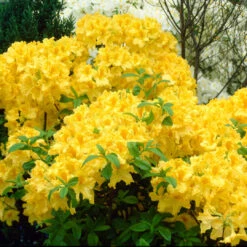 Lemon Lime Azalea 6 Lemon Lime Azalea -Pixies Gardens Azalea Anneke 0001876 47007