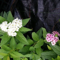 Shirobana Spirea