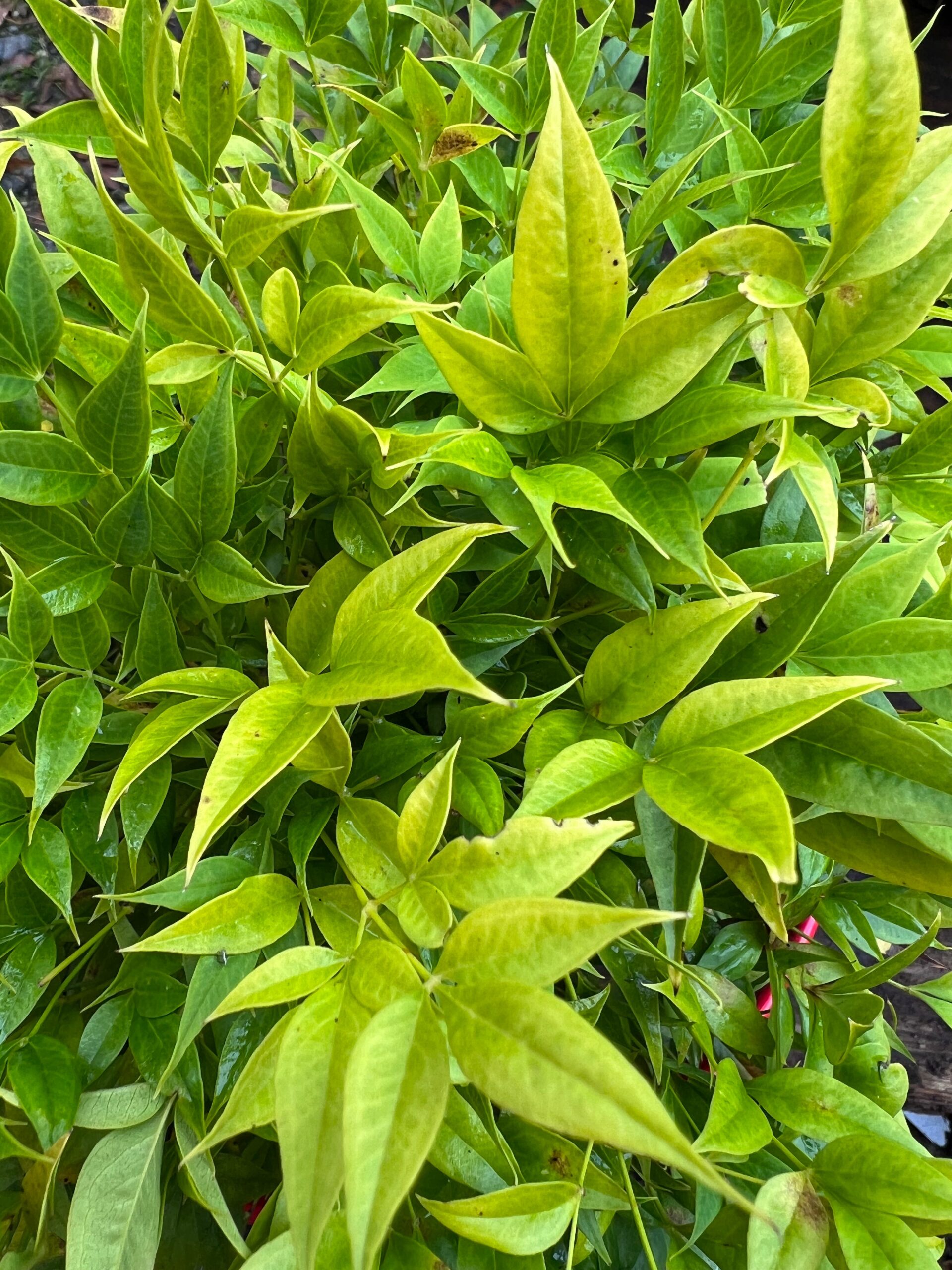 ‘Lemon-Lime’ Nandina 2 ‘Lemon-Lime’ Nandina - Image 2