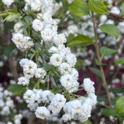 Spirea Prunifolia -Pixies Gardens B9F645BB 3A79 4E7F AE07 BEFDF5D65775