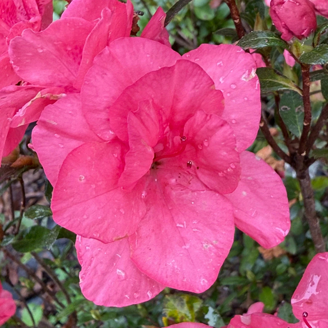 Echo Peachy Keen Azalea 1 Echo Peachy Keen Azalea