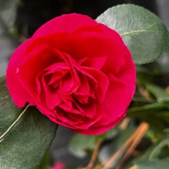 Camellia Sasanqua 'Bonanza' - Bonanza Camellia