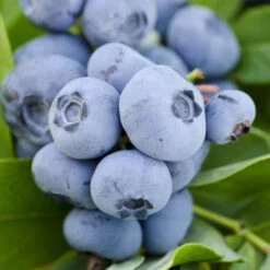 Vernon Blueberry Bush -Pixies Gardens BERBLU VERNON 2T