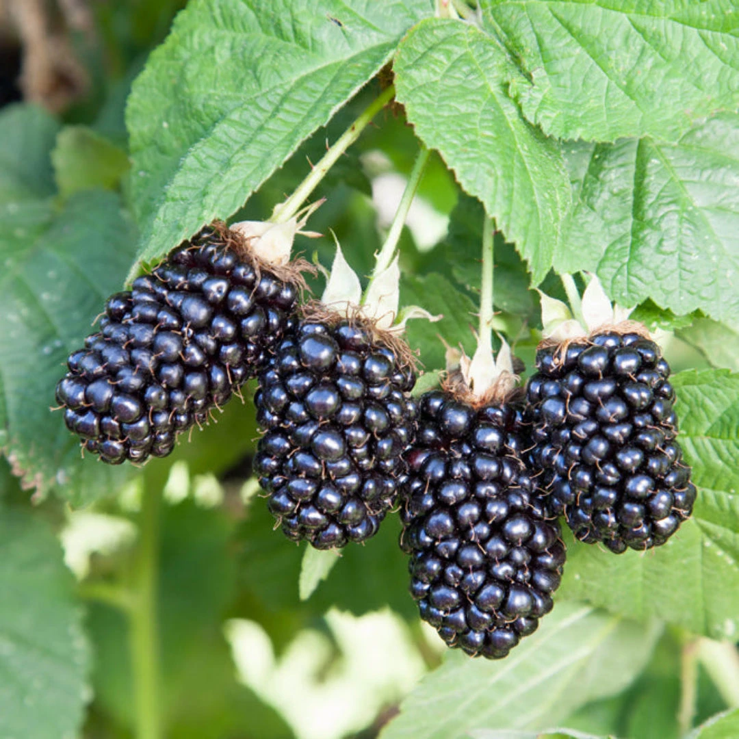 Prime Ark 45 Blackberry 2 Prime Ark 45 Blackberry - Image 2