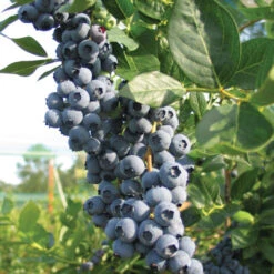 Legacy Blueberry Bush 15 Legacy Blueberry Bush -Pixies Gardens BLU 027z