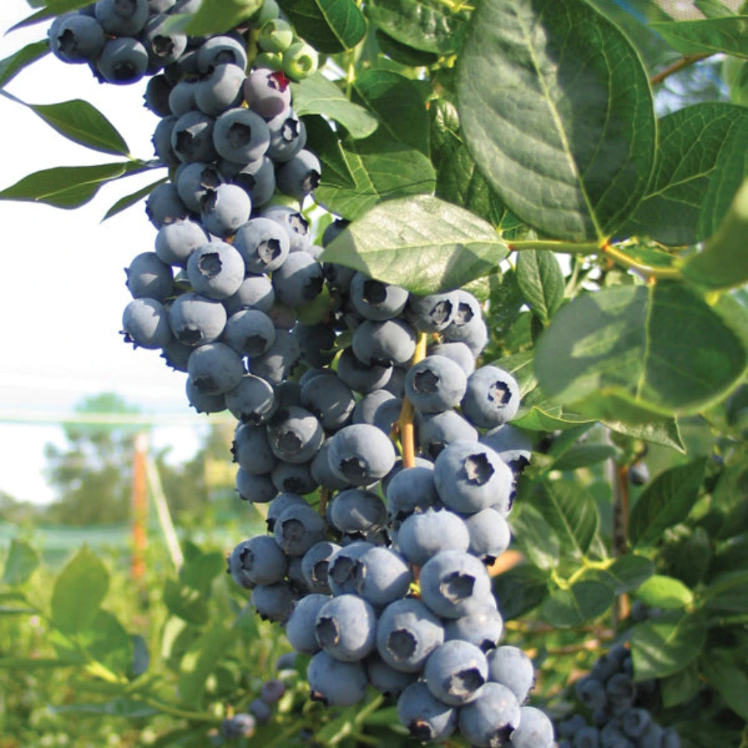 Legacy Blueberry Bush 7 Legacy Blueberry Bush - Image 7