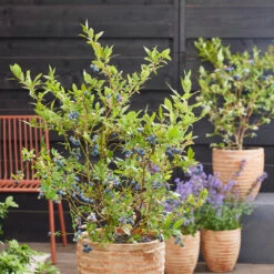 Blue Suede Blueberry Bush -Pixies Gardens BLUE BLUESUEDE H42366