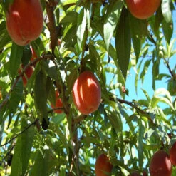 Belle Of Georgia Peach Tree 10 Belle Of Georgia Peach Tree -Pixies Gardens Belle of Georgia Peach Tree 3