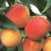 Belle Of Georgia Peach Tree
