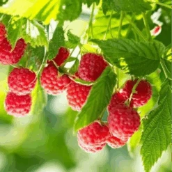 Nova Raspberry 14 Nova Raspberry -Pixies Gardens Best Nova Raspberry Plants to Grow Easy to Grow Rooted Plants No Ship to California 1 Plant 710ff7d6 f543 432a b747 fd7794ba3134.c12d26f40728e43cf61fd694bb60713d