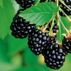 Navaho Blackberry 8 Navaho Blackberry -Pixies Gardens Blackberry Navaho 2