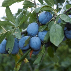 Blue Damson Plum Tree