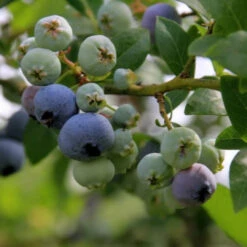 Meadowlark Blueberry Bush 10 Meadowlark Blueberry Bush -Pixies Gardens Blueberries 2013336158