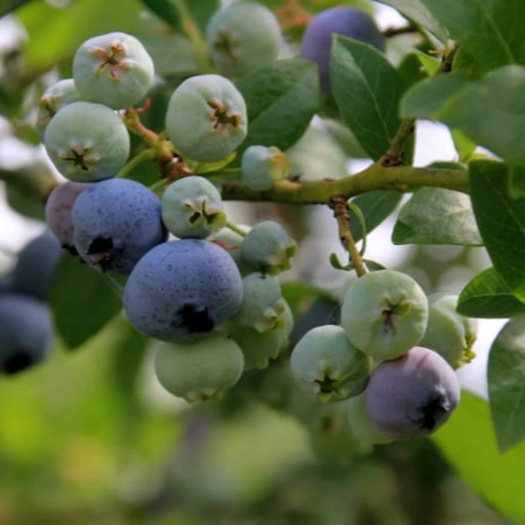 Meadowlark Blueberry Bush 4 Meadowlark Blueberry Bush - Image 4