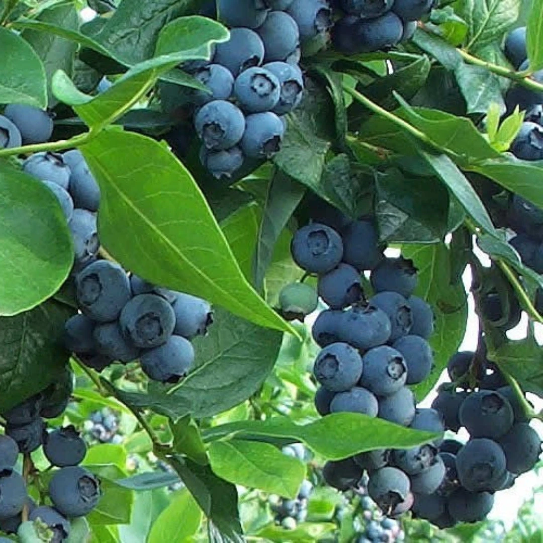 Premier Blueberry Bush 3 Premier Blueberry Bush - Image 3